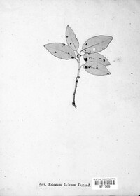 Image Associated With the Occurence